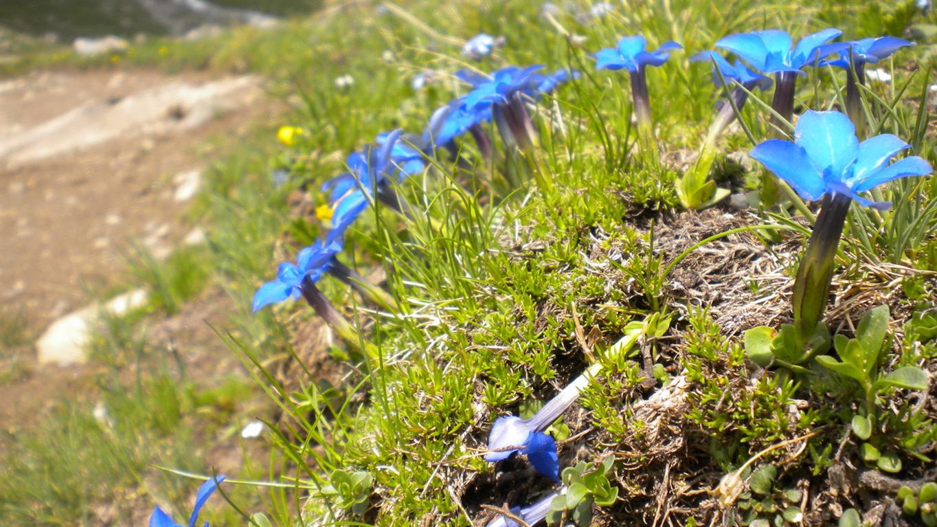 Val d''Aosta 04, Genziana...?